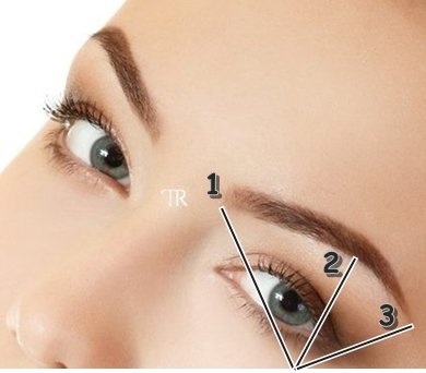 La structure du sourcil